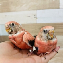 もっちり感がイイネ♡ローズアキクサインコヒナ〜！