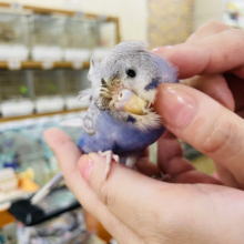 超ホヤホヤ最新画像☆かきかき大好きな姿にほっこり♡羽衣セキセイインコ～～～♪♬　