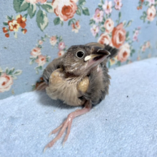 桜文鳥  ヒナ  8月24日