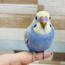 美人で異議なし！セキセイインコヒナ(パステルレインボースパングル)