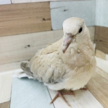初入舎♪色が淡くて可愛いジュズカケバト！
