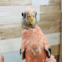 立派なドヤ顔！？ローズアキクサインコ★