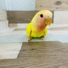 超ホヤホヤ最新画像☆赤が素敵！小桜インコルチノーオパーリン