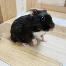 まっくろくろすけ〜！！リアルブラックハムスターちゃん！