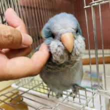 ペンギンの赤ちゃん！？オキナインコ(ブルー)