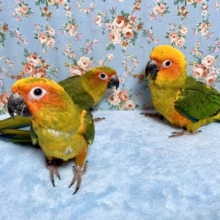 コガネメキシコインコちゃん達✨  8月29日