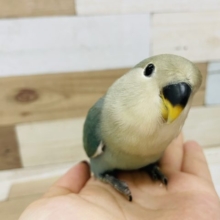 むちむち美人さん♥コザクラインコヒナ(ブルーチェリー)