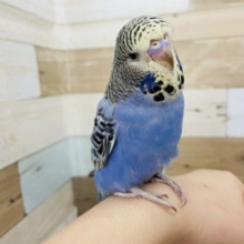 イカした顔でカメラ目線★ジャンボセキセイインコ(イエローフェイス)
