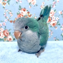 オキナインコ  アクアブルー  8月12日