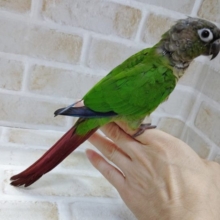 べたべたのべた馴れ！ウロコインコ☆ノーマル　2021年08月03日