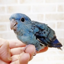 目を引くブルー♪　サザナミインコ（コバルト）　2021年08月15日