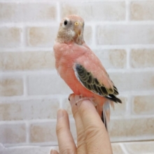 ピンク！ローズ秋草インコ☆2021年08月16日