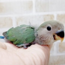 エメラルドグリーンの輝き！小桜インコ☆ブルーチェリー　20221年08月23日