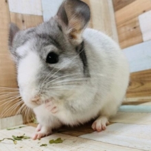 もちもちボディ♪馴れているチンチラ君！！