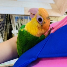 にぎころできます♪シロハラインコさん♡