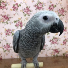 甘ったれヨウちゃん　８／２５撮影