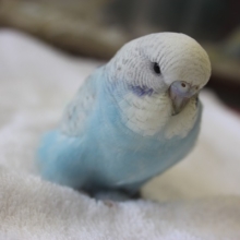 みんなの人気者、ジャンボちゃんだよっ♪（スパングル）