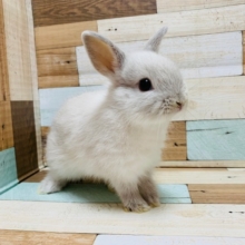 お顔が詰まってます!!ドワーフラビットちゃん♡