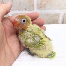 綿毛ふわふわ！ヤマブキボタンインコ