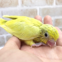 馴らすならここから！マメルリハ（アメリカンイエロー）