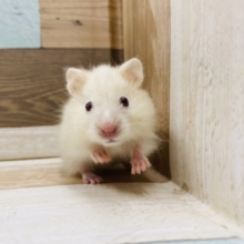 ふわふわ♡サテンハムスター男の子！