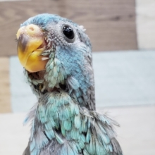 綺麗なブル～、美声インコ