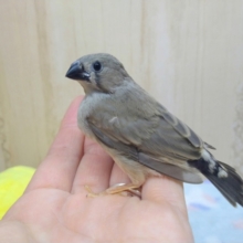 鳴き声はニ〜ニ〜！キンカ鳥ヒナいますよ〜