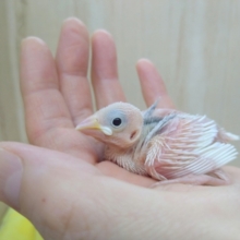 早くもやって来ました！白文鳥ヒナ〜