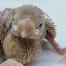 勝田台にも来ましたよその2！シナモン文鳥