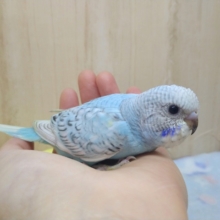 爽やかカラーのセキセイさん来ましたよ〜