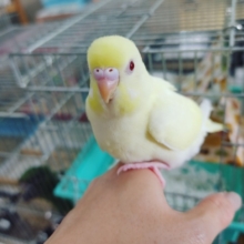 最新画像更新！！！やっぱり素敵。クリームルチノーセキセイ