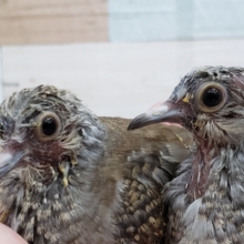 ヒナエサ卒業します、手乗りウスユキ鳩