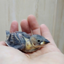 守ってあげたくなっちゃう！ヒナヒナの桜文鳥さんが来ました〜
