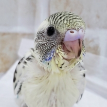 人気です、セキセイインコの4色ハルクィン