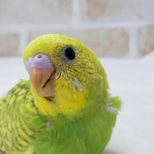 模様が特徴的！セキセイインコのスパングル