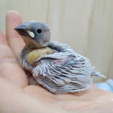ヒナなのに凛々しい！シルバー文鳥さん来ましたよ〜