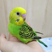 ナデナデ好きなセキセイ「ミドリちゃん」いますよ〜す