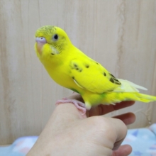 ナデナデ好きなセキセイ「キハルクちゃん」いますよ〜