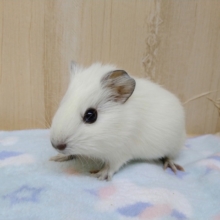 まるでパールホワイトハムスター!?みたいなモルモットさんいますよ〜