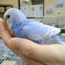 爽やかカラーのセキセイさん来ましたよ〜
