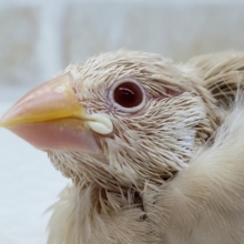 綺麗な瞳のシナモン文鳥