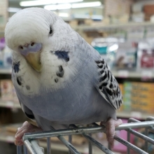 むくっ！ジャンボセキセイインコ　2021年08月29日