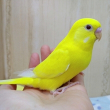 ナデナデ好きです！セキセイインコ「キイロちゃん」