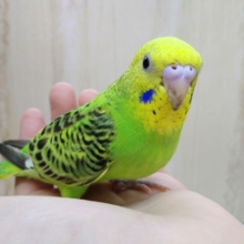 ナデナデ好きです！セキセイインコの「ミドリちゃん」いますよ〜