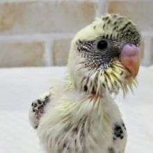 🌈人気カラー🌈 セキセイインコ(4色ハルクイン)