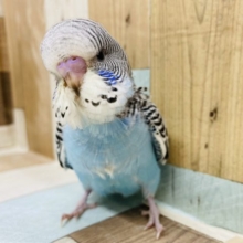 大きな頭のジャンボセキセイやってきました☆