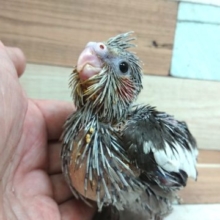 ちょっと小ぶりちゃん。オカメインコ　ノーマルです☆