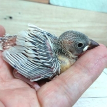スケスケのそのう。良く食べる文鳥。　シルバー文です