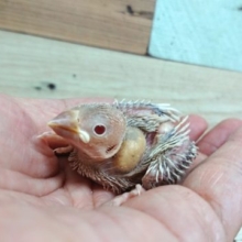 ﾚｱです！！目指しましょう！手のり文鳥♪シルバーイノ