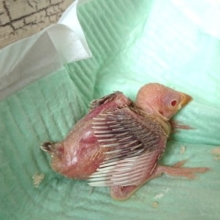 赤い瞳がｷﾚｲです☆　シナモン文鳥　2021　9月3日